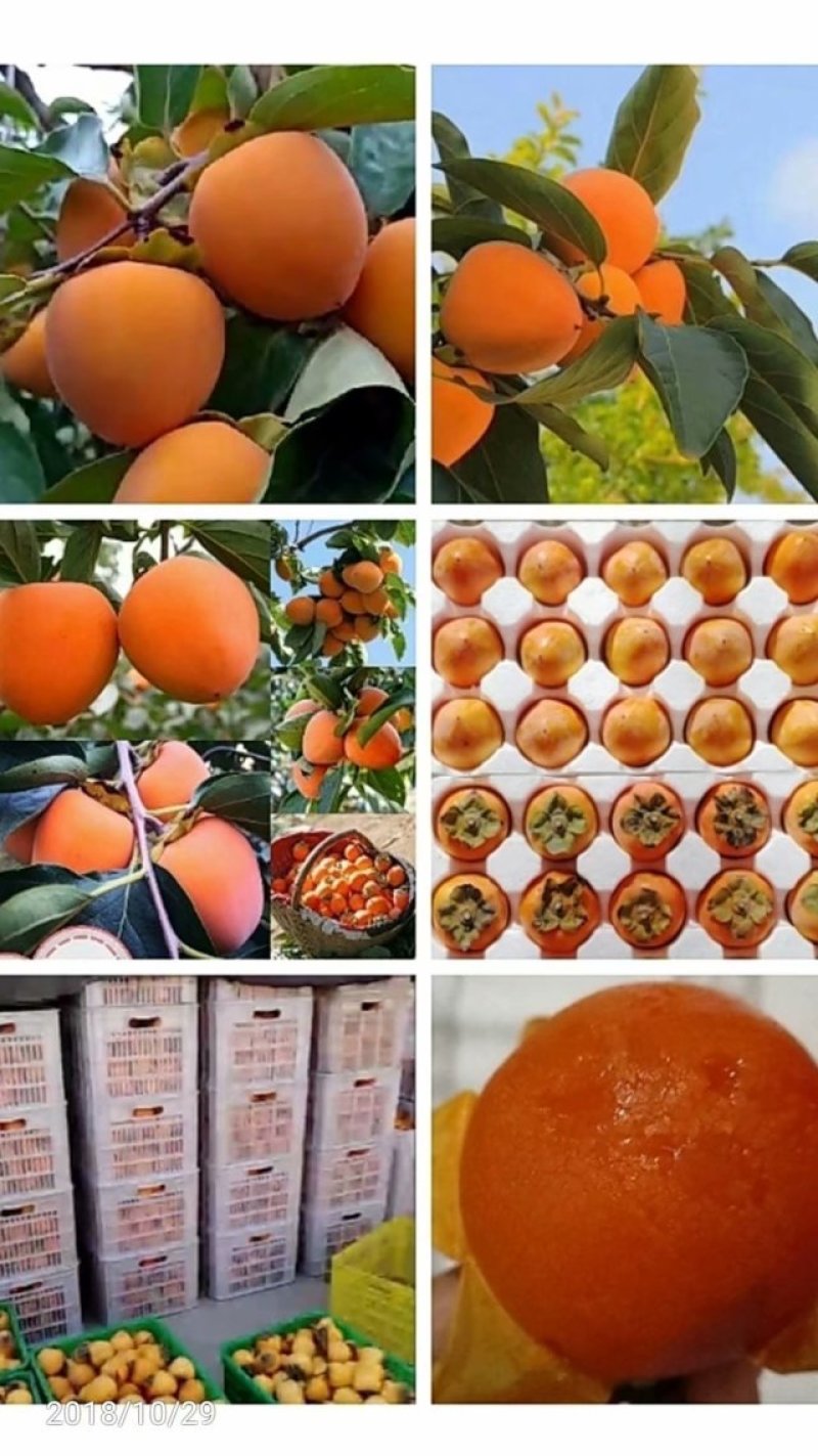柿饼1~2两