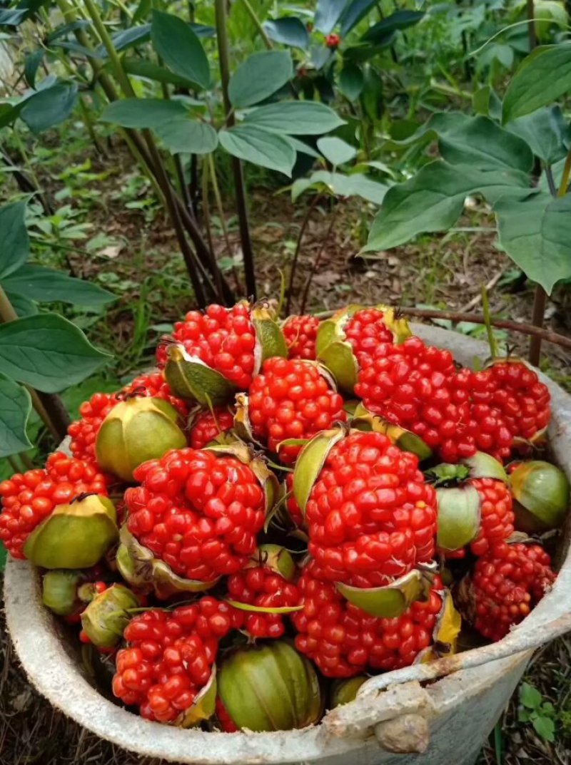 中药根茎类