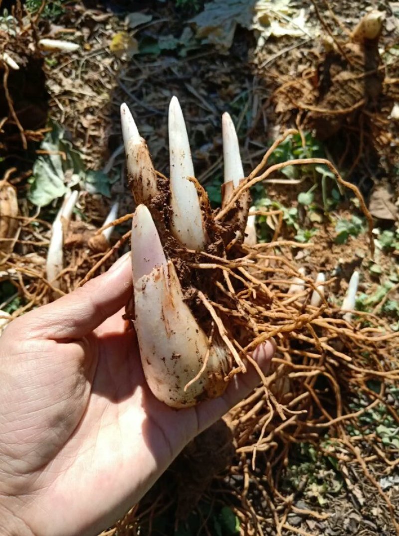 中药根茎类