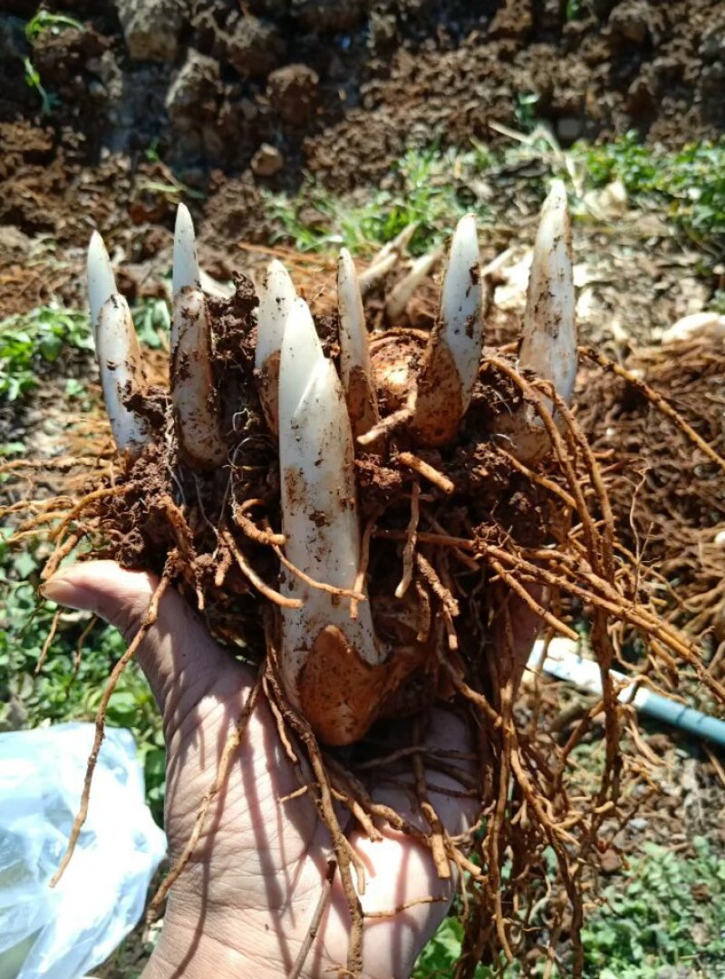 中药根茎类