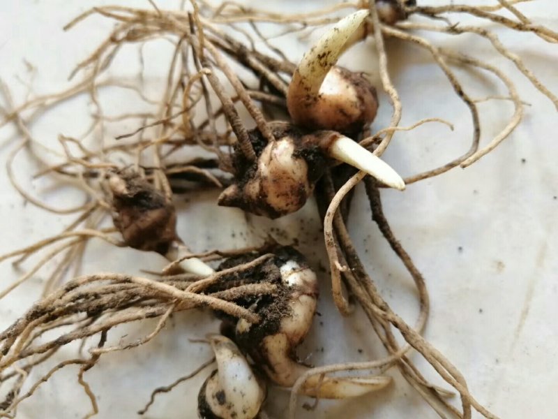 中药根茎类