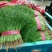 【荐】河北茴香苗大量上市质量好供应超市市场电商