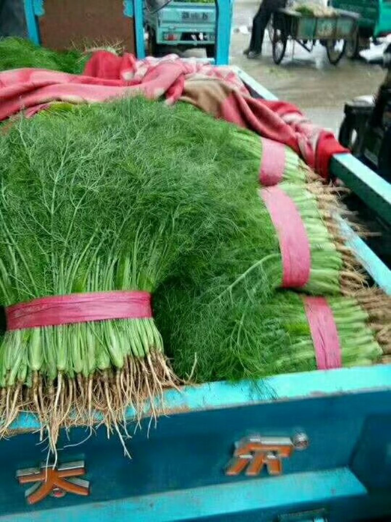 【荐】河北茴香苗大量上市质量好供应超市市场电商