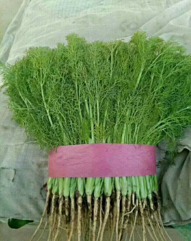 【荐】河北茴香苗大量上市质量好供应超市市场电商
