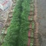 【荐】河北茴香苗大量上市质量好供应超市市场电商