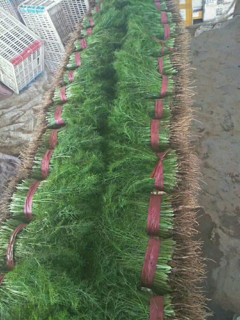 【荐】河北茴香苗大量上市质量好供应超市市场电商