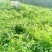 张家界土家莓茶