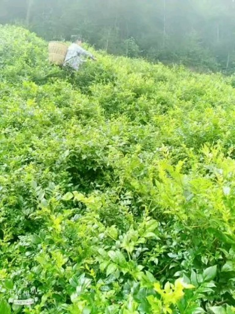 张家界土家莓茶