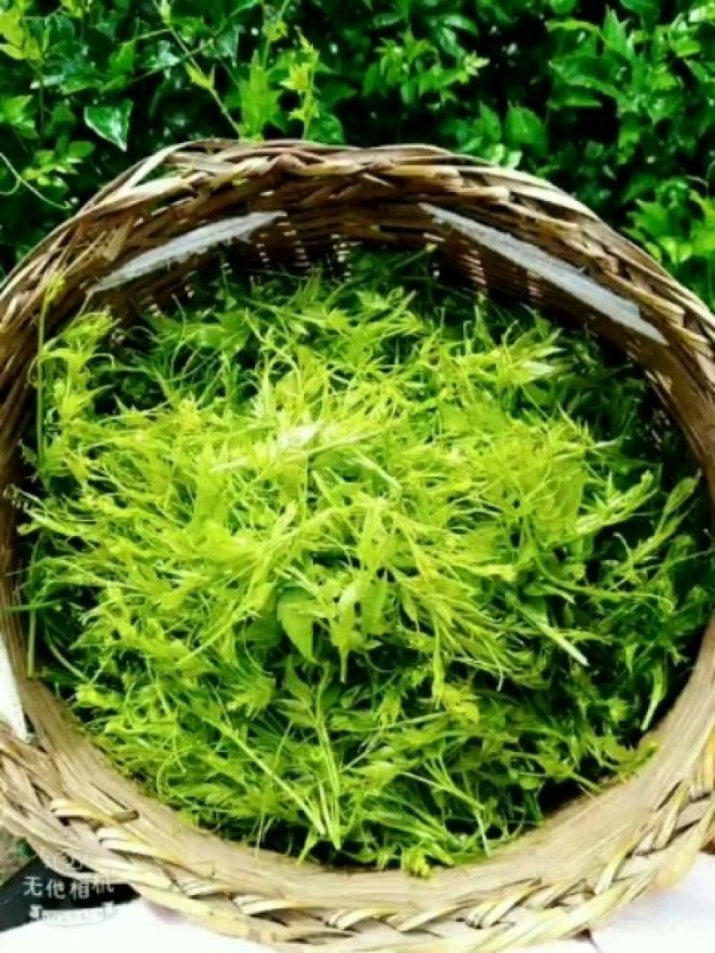 张家界土家莓茶