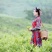 张家界土家莓茶