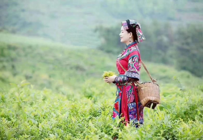 张家界土家莓茶