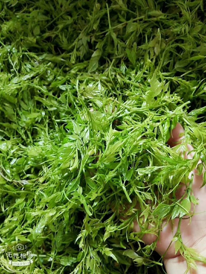 张家界土家莓茶