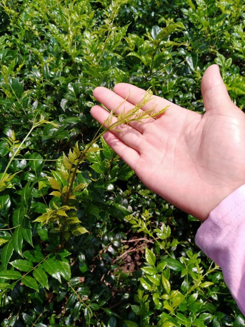 张家界土家莓茶