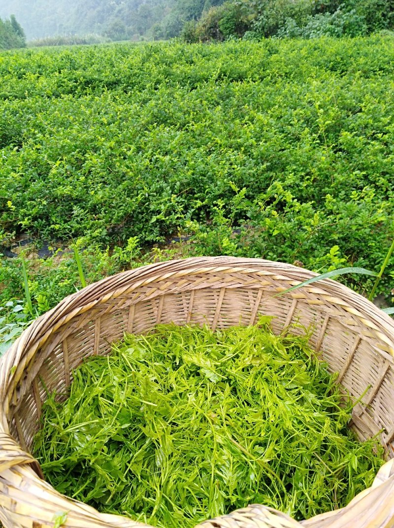 张家界土家莓茶