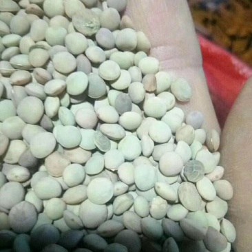 小扁豆