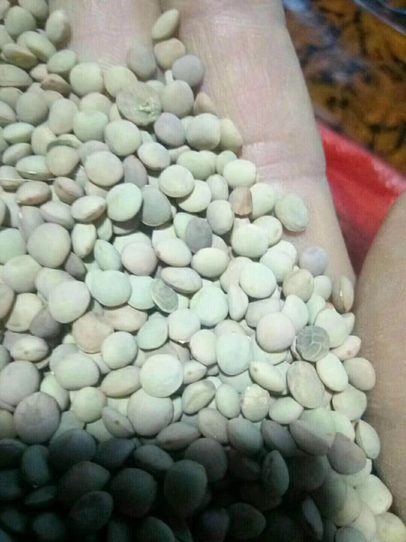 小扁豆