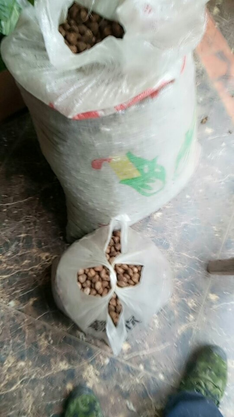 桐籽到货，需要的朋友看过来。