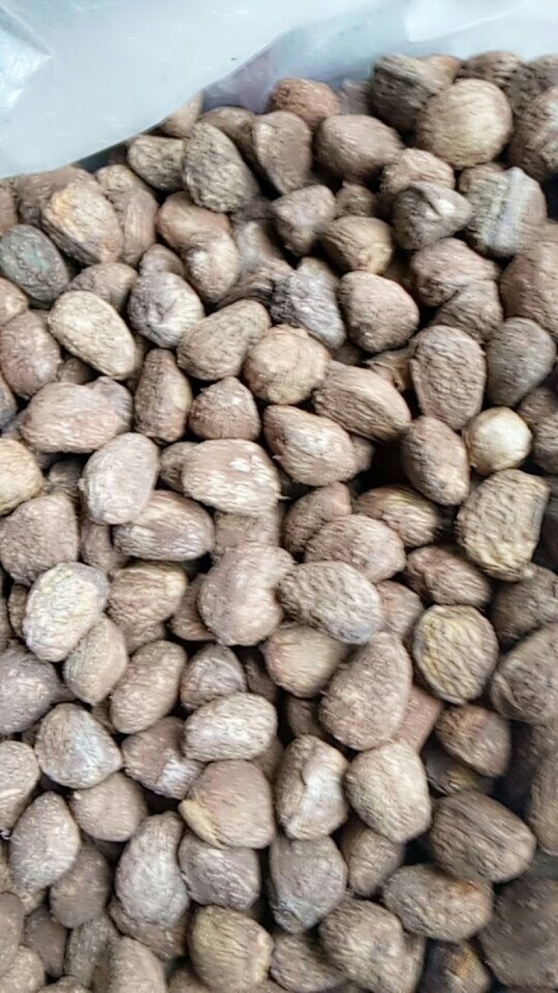 桐籽到货，需要的朋友看过来。