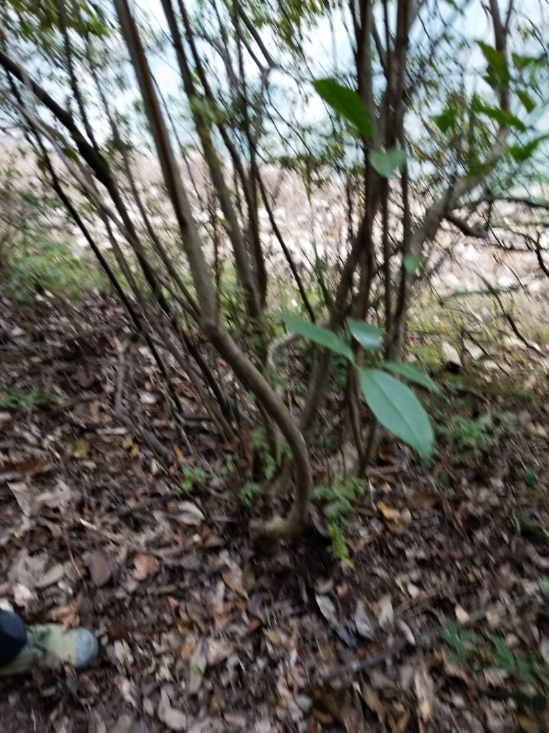 映山红，，红杜鹃原生态