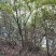 映山红，，红杜鹃原生态