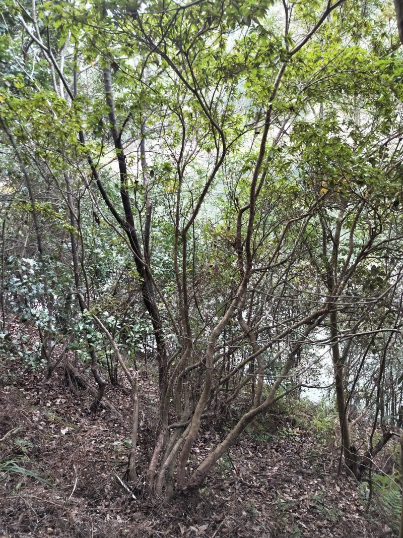 映山红，，红杜鹃原生态