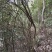 映山红，，红杜鹃原生态