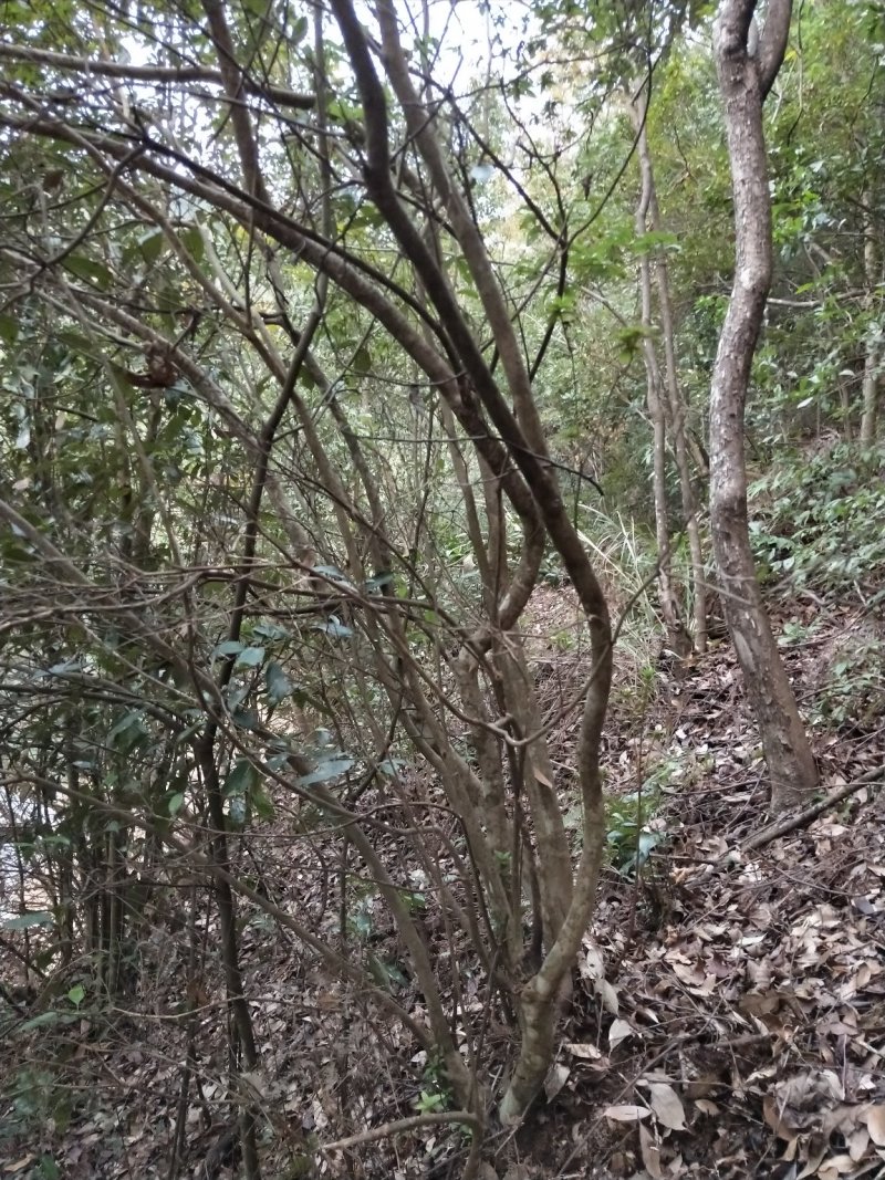 映山红，，红杜鹃原生态