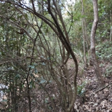 映山红，，红杜鹃原生态