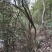 映山红，，红杜鹃原生态