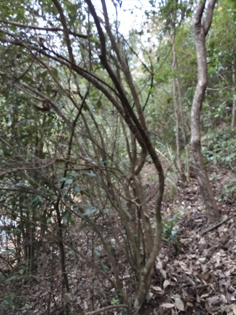 映山红，，红杜鹃原生态