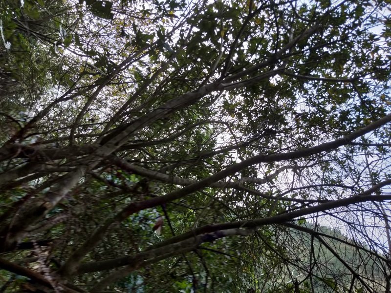 映山红，，红杜鹃原生态