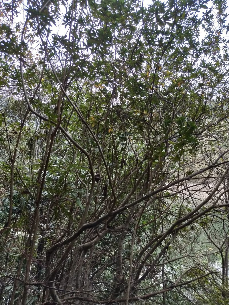 映山红，，红杜鹃原生态