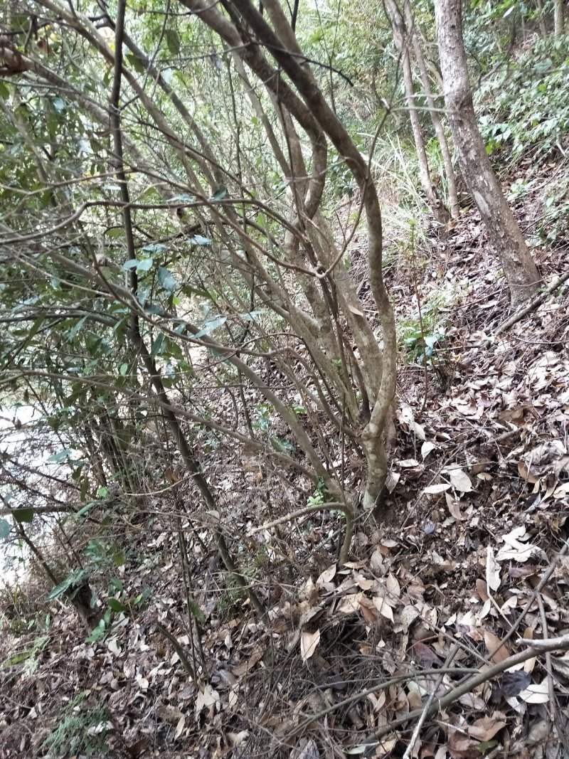 映山红，，红杜鹃原生态