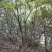 映山红，，红杜鹃原生态