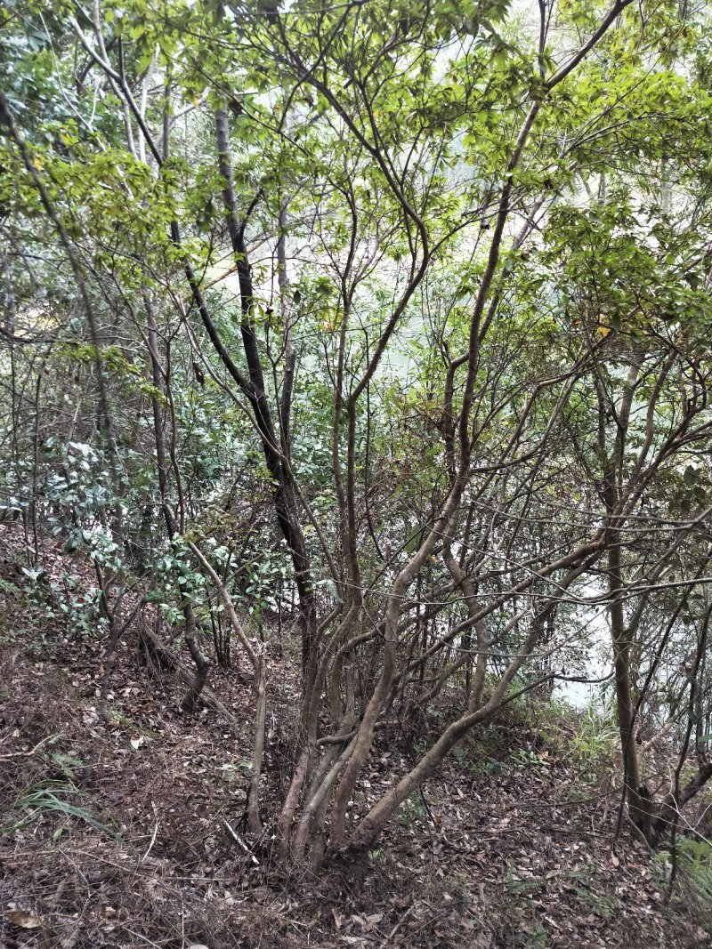 映山红，，红杜鹃原生态