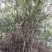 映山红，，红杜鹃原生态