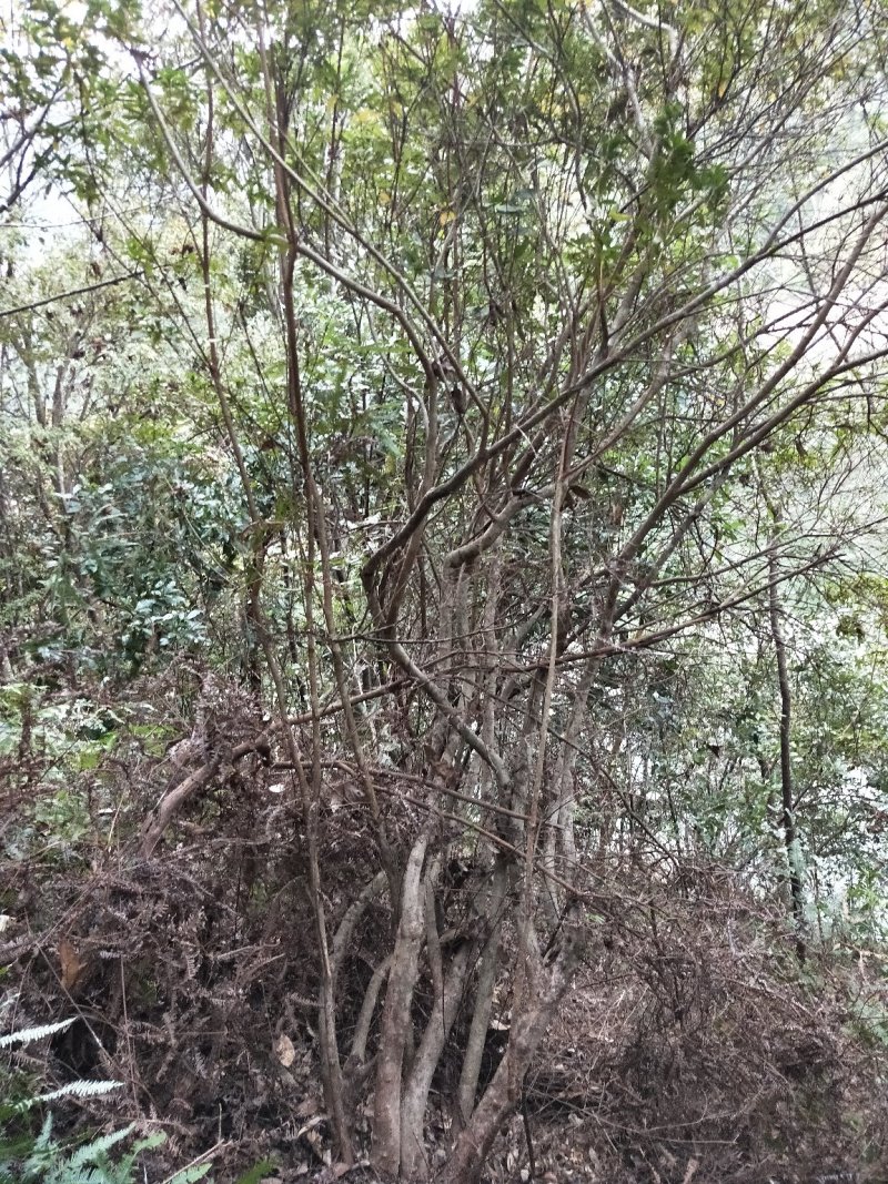 映山红，，红杜鹃原生态