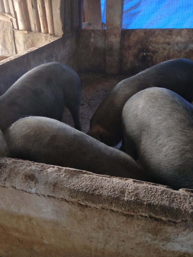 生猪供应，，稍猪，，，料猪
