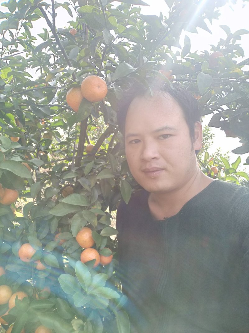 好好的沙糖桔