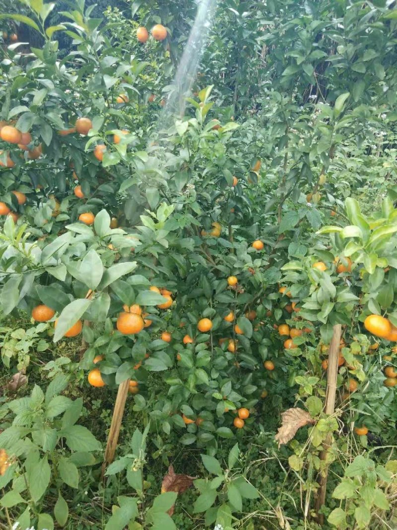 漂亮的沙糖桔