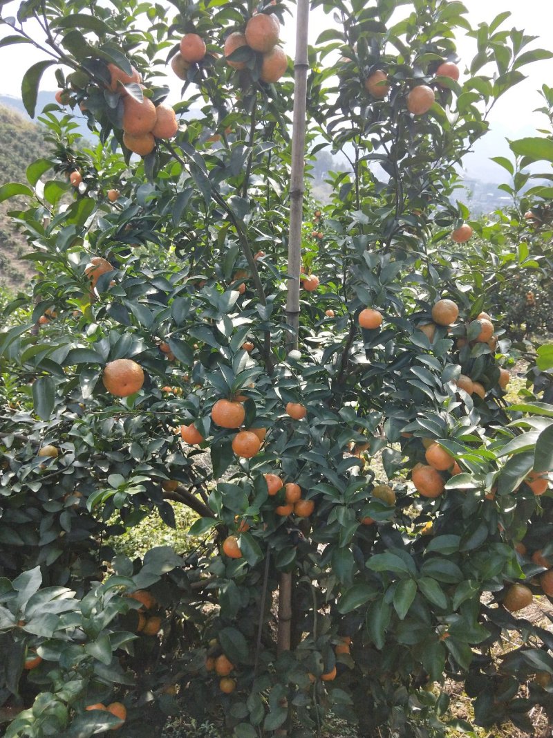 漂亮的沙糖桔