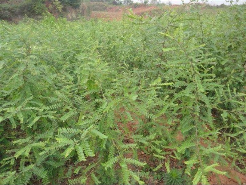 皂角树苗猪牙皂角树苗多少钱一棵