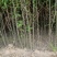 皂角树苗猪牙皂角树苗多少钱一棵