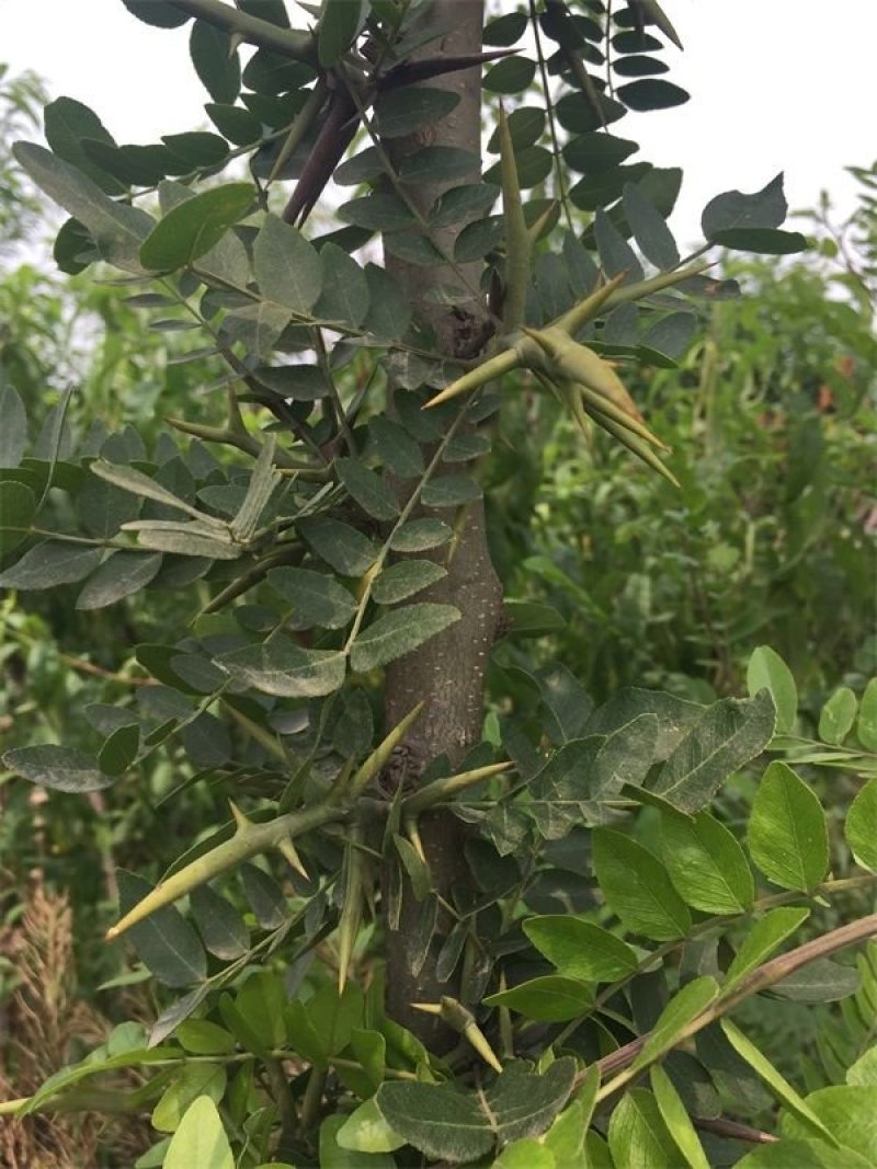 皂角树苗猪牙皂角树苗多少钱一棵