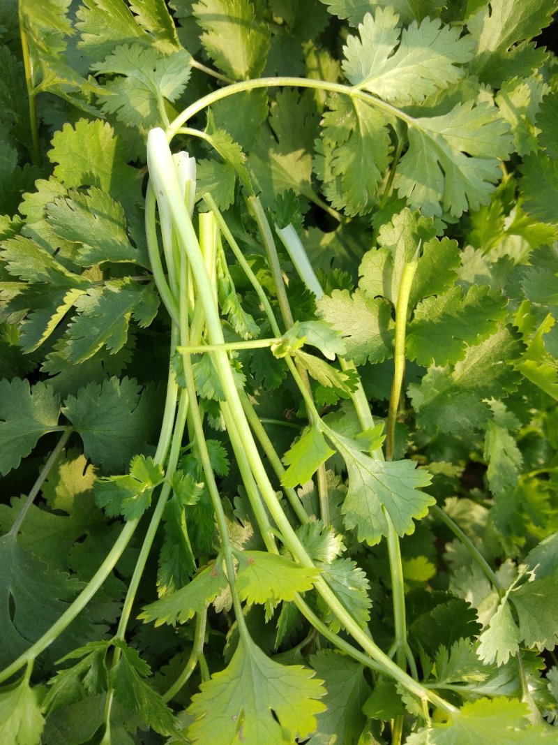 精品香菜两百亩香菜种植基地，刚刚开源正在采购欢迎你