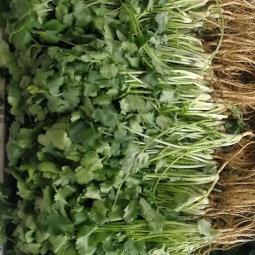 精品香菜两百亩香菜种植基地，刚刚开源正在采购欢迎你