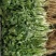 精品香菜两百亩香菜种植基地，刚刚开源正在采购欢迎你