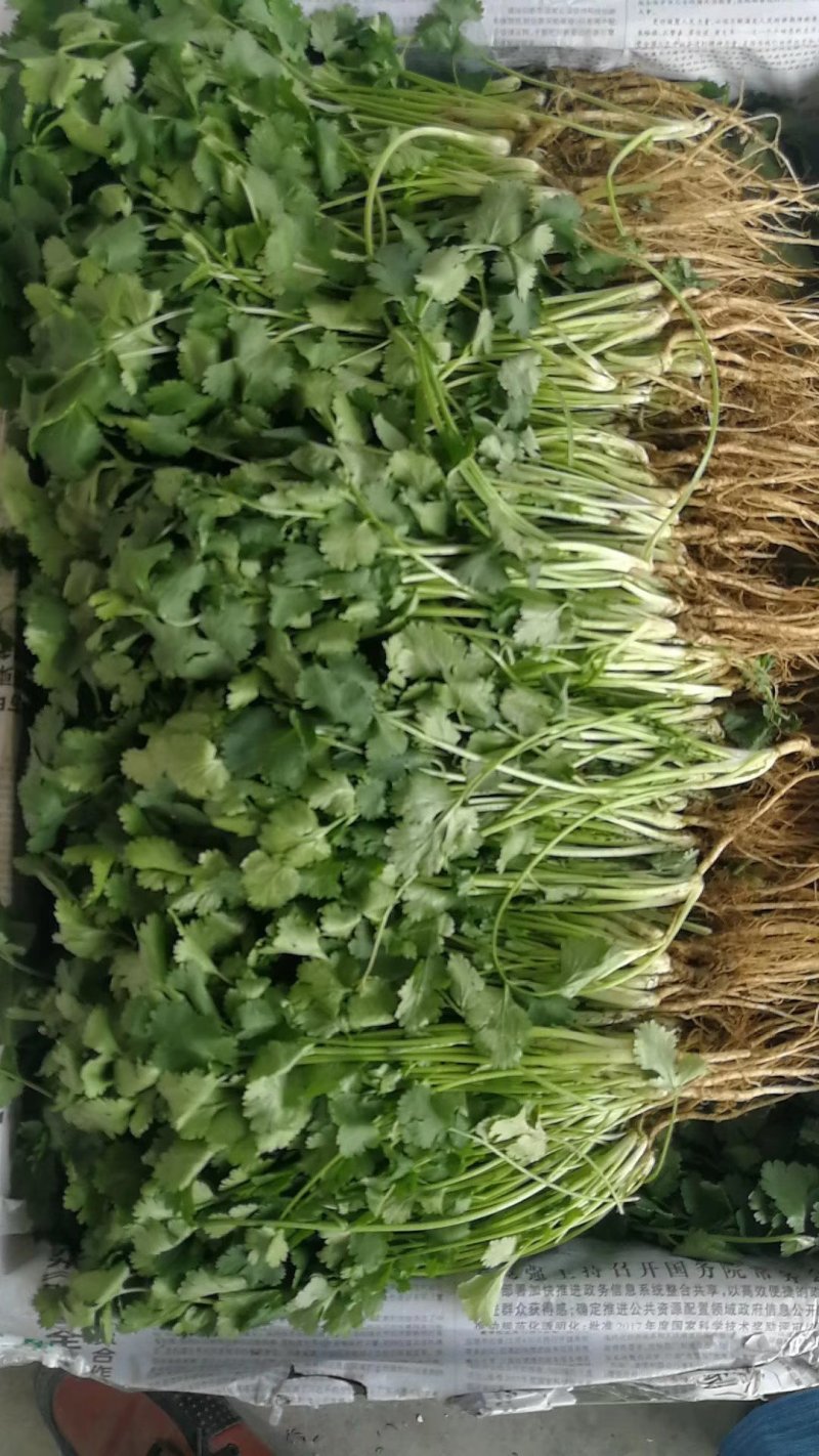 精品香菜两百亩香菜种植基地，刚刚开源正在采购欢迎你
