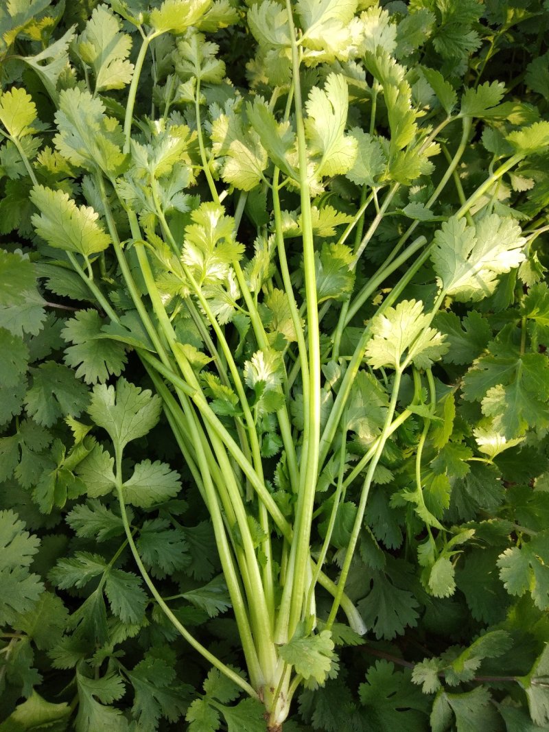 精品香菜两百亩香菜种植基地，刚刚开源正在采购欢迎你