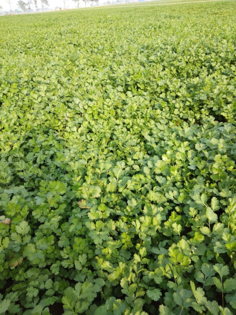 精品香菜两百亩香菜种植基地，刚刚开源正在采购欢迎你